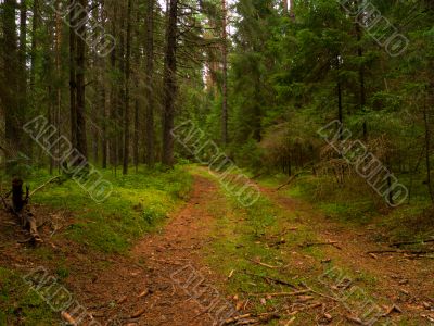 Wilderness footpath