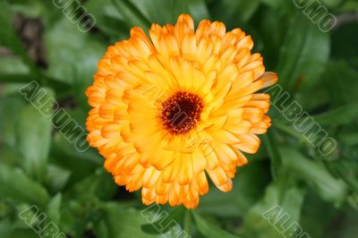 Marigold Marigold