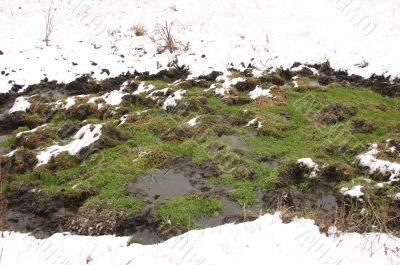 Green grass and snow. Green grass and snow.