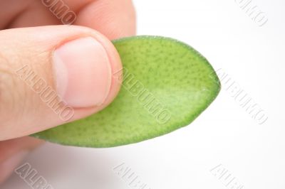 fingers with leaf