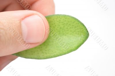 fingers with leaf
