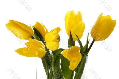 Yellow tulips