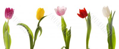 Tulips