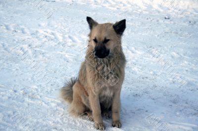 White Dog