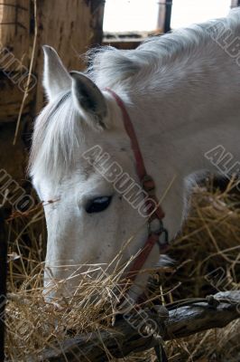 White horse