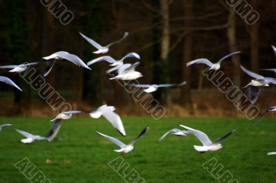 seagulls