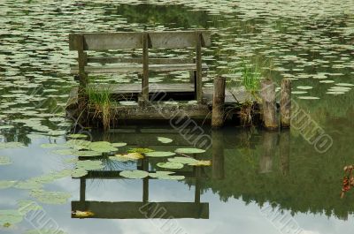 Water lilies pond reflection