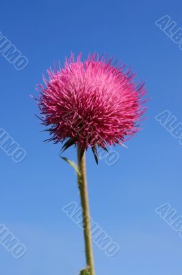 Thistle Bloom Thistle Bloom