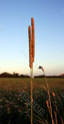 Blade Of Grass Blade Of Grass