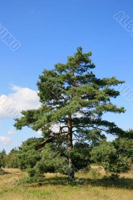 Old Fir Tree Old Fir Tree