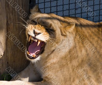mouth of lioness