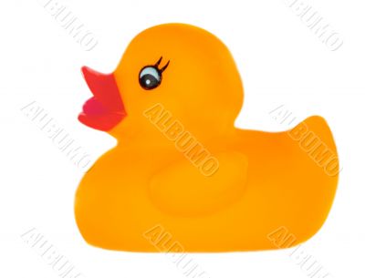 Orange plastic duck
