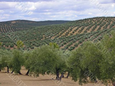 Olive plantations