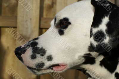 Focust dalmatian.