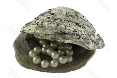 Oyster with pearls