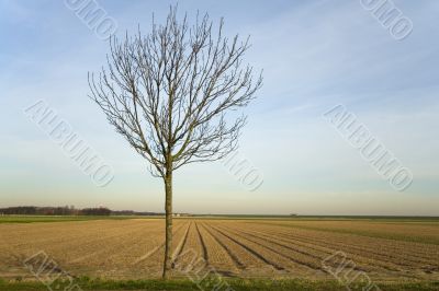 tree before agriculture land