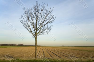 tree before agriculture land tree before agriculture land