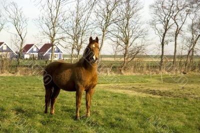 Horse Horse