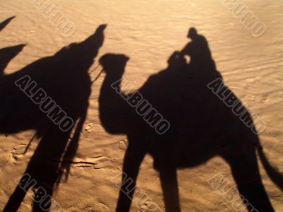 the shadow from camels