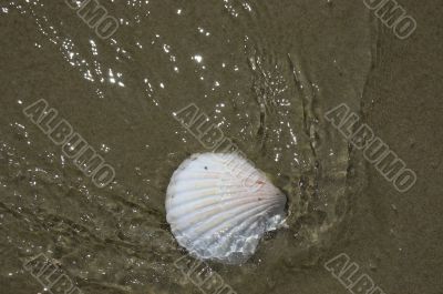 Gift of ocean