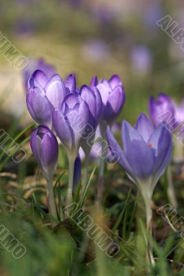crocuses on the foot on the mountain