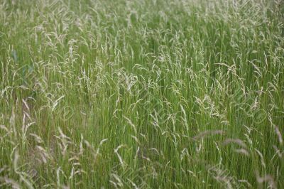  	grass