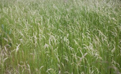 grass