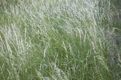  	grass