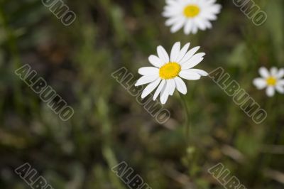 daisy