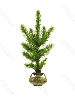 Fir branch in vase