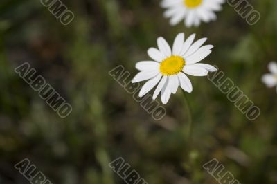 daisy