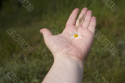 daisy on hand