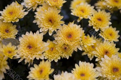 chrysanthemum