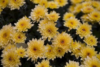 chrysanthemum