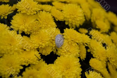chrysanthemum