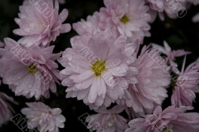 chrysanthemum