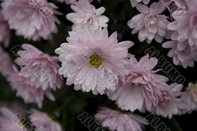 chrysanthemum