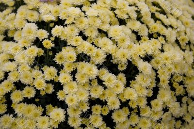 chrysanthemum