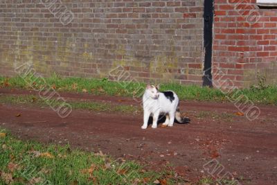 Farm cat.