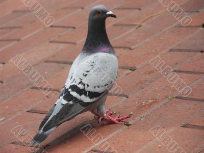 Dove. Dove.