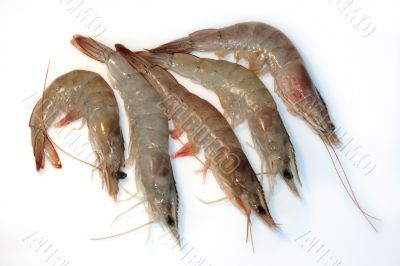 Raw grey prawn isolated on white background Raw grey prawn isolated on white background