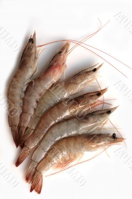 Raw grey prawn isolated on white background Raw grey prawn isolated on white background