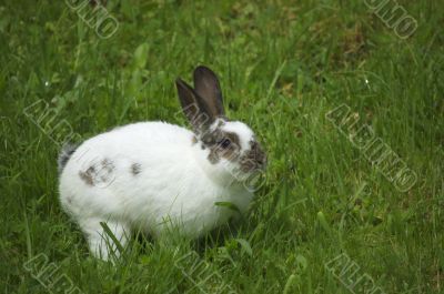 Rabbit in the grass