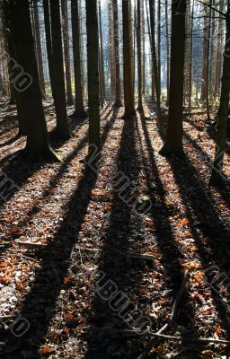 Long Shadows