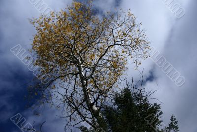 Isolated conifer against blue sky