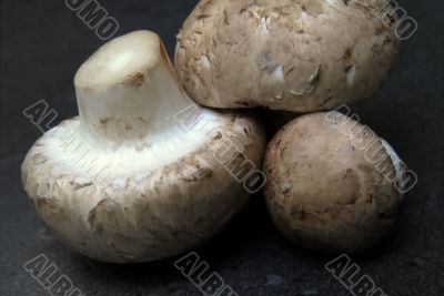 Mushroom, Champignon, Agaricus hortensis