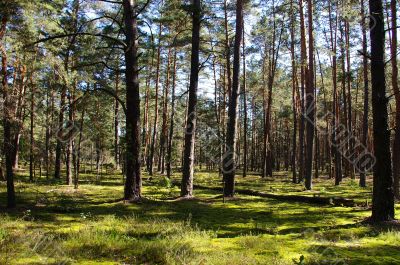 Enchanted forest