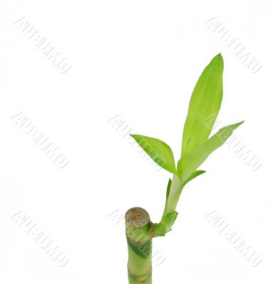 Bamboo Shoot on White