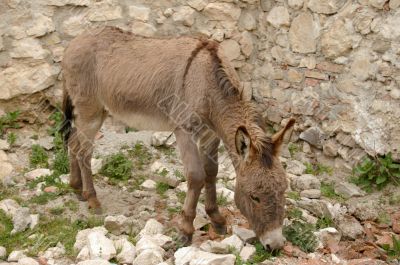 donkey donkey