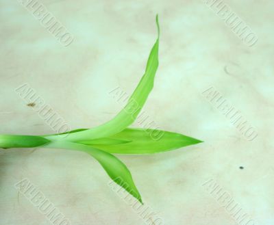 Fresh Green Bamboo on Handmade Paper